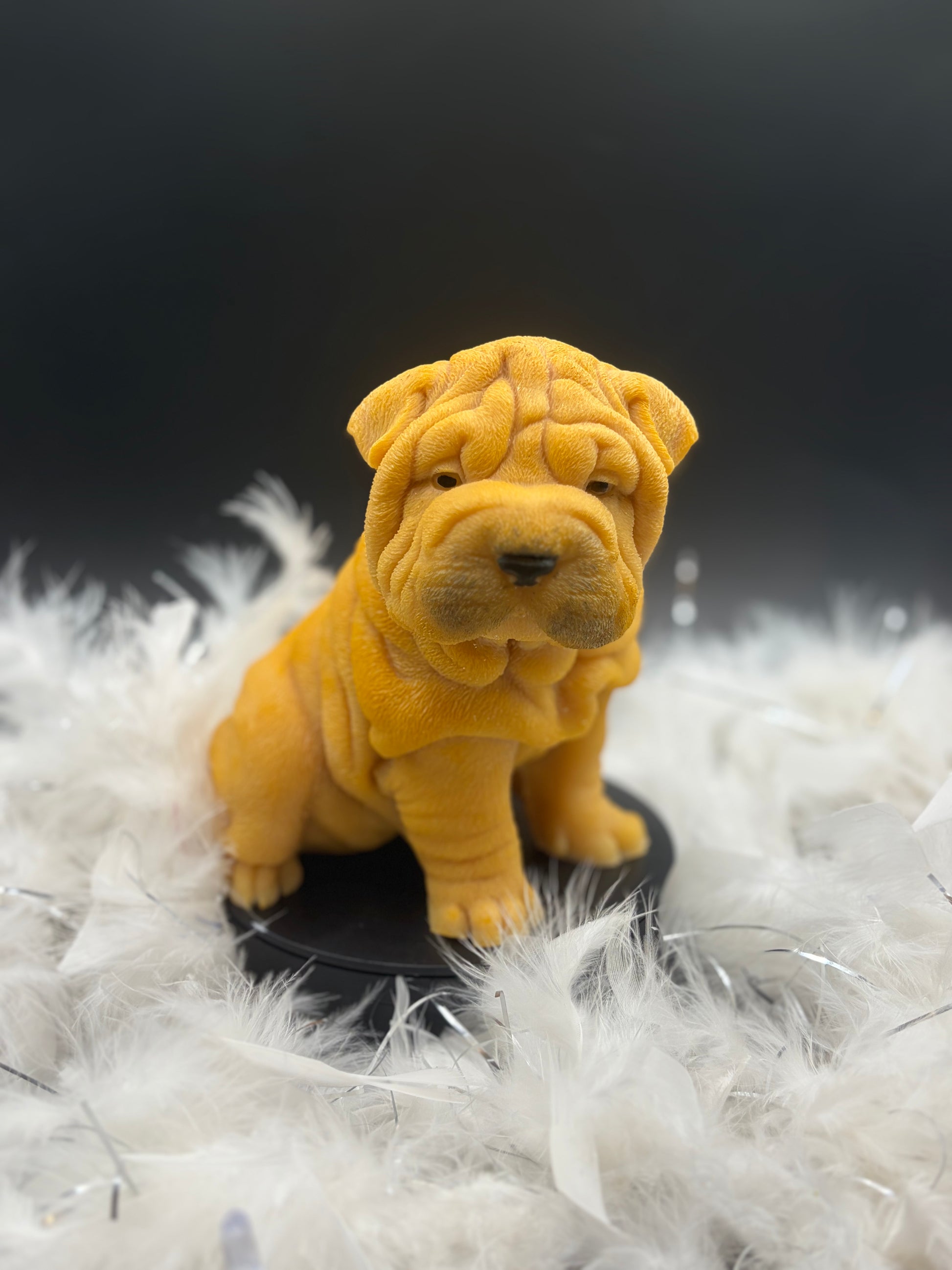 Sharpei image 1