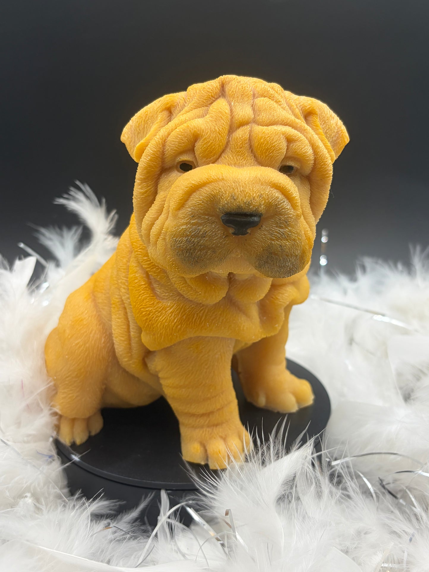 Sharpei image 0